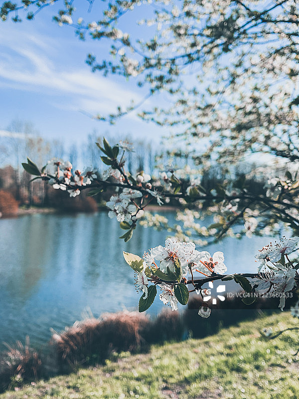 盛开的茉莉花图片素材