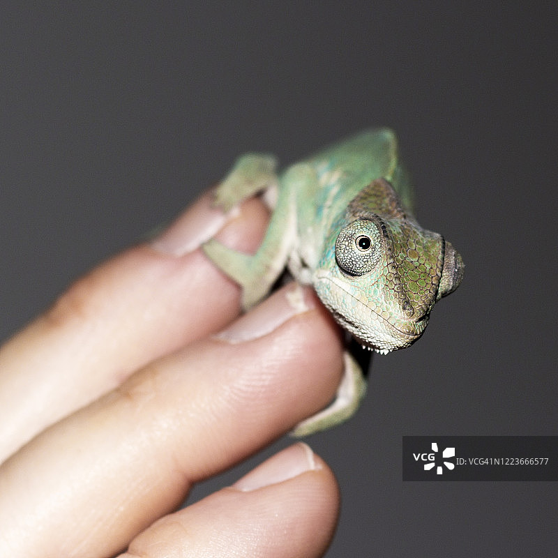 手上的变色龙图片素材