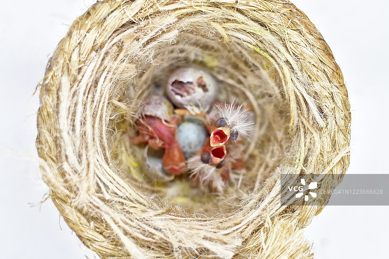 鸟巢里的新生雏鸟图片素材