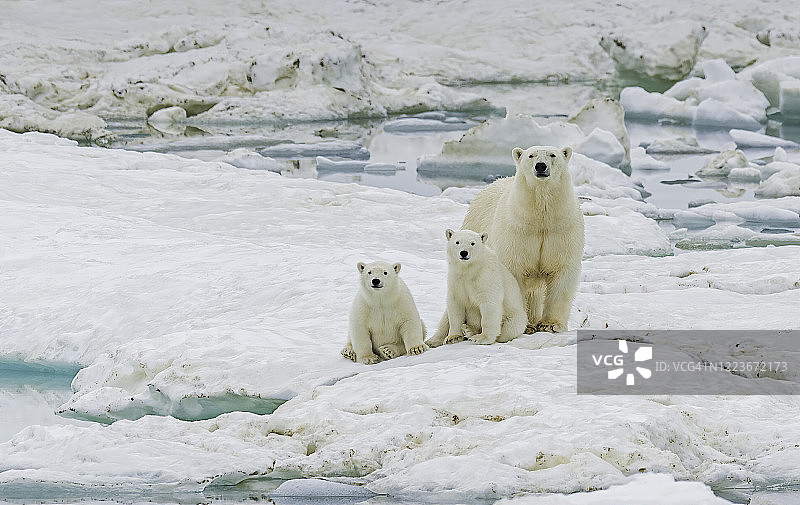北冰洋楚科奇自治专区弗兰格尔岛上的北极熊母子图片素材