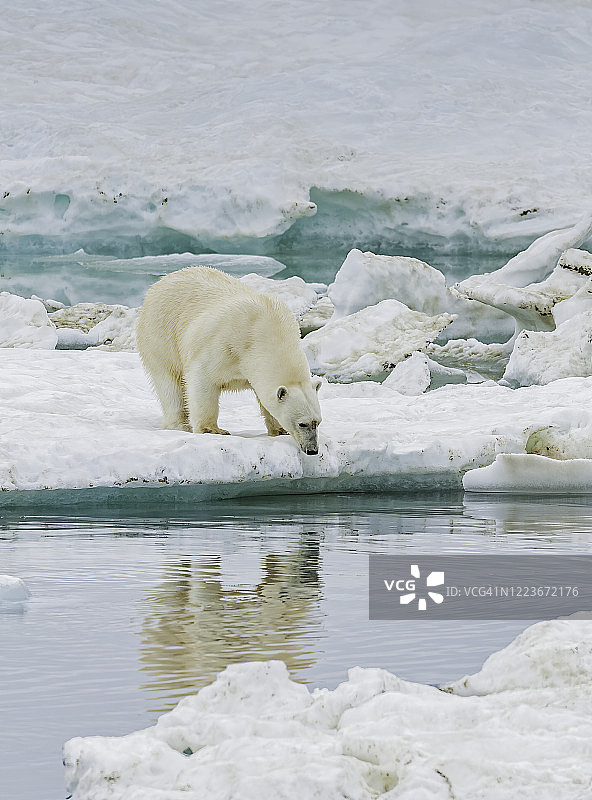 北极熊，一种主要生活在北冰洋北极圈内的食肉熊。俄罗斯楚科奇自治区弗兰格尔岛。北冰洋。图片素材