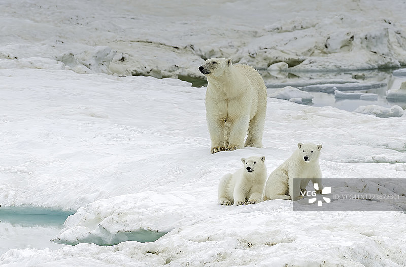 北冰洋楚科奇自治专区弗兰格尔岛上的北极熊母子图片素材
