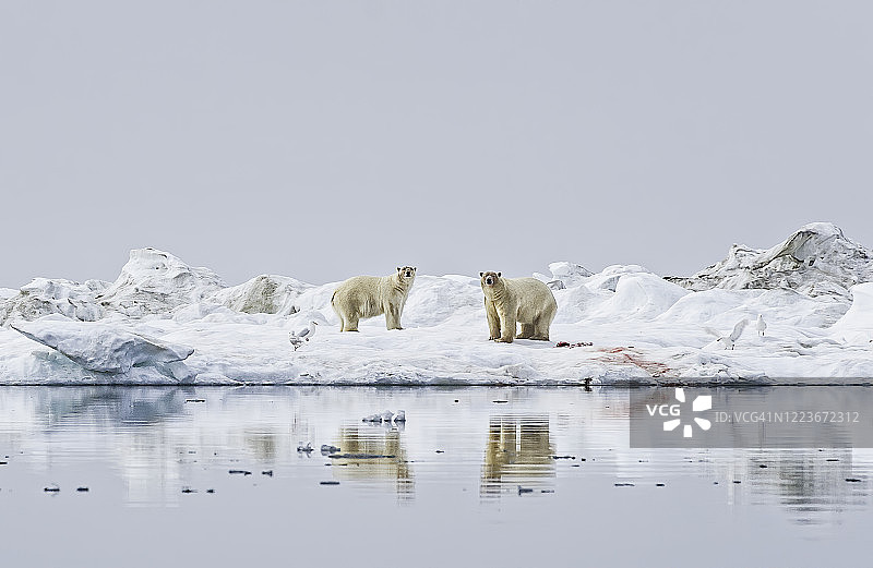 雪地上的北极熊母子（俄罗斯楚科奇自治区弗兰格尔岛，北冰洋）图片素材