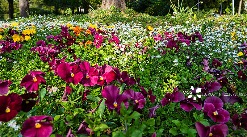 五彩缤纷的五月花坛图片素材