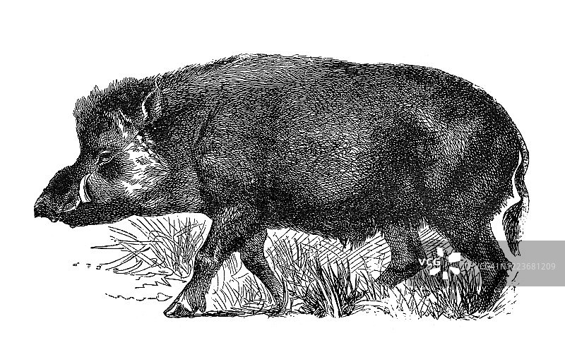 野猪古版画插图图片素材