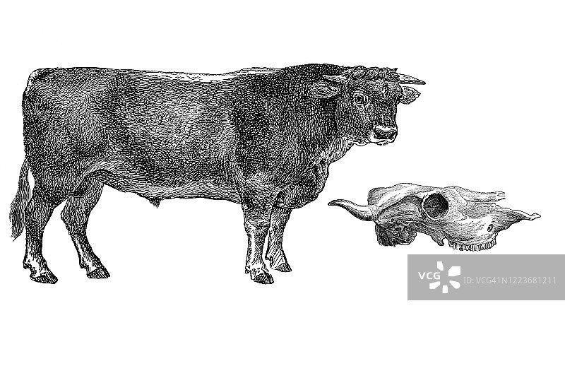牛的古老雕刻插图：有蹄动物图片素材