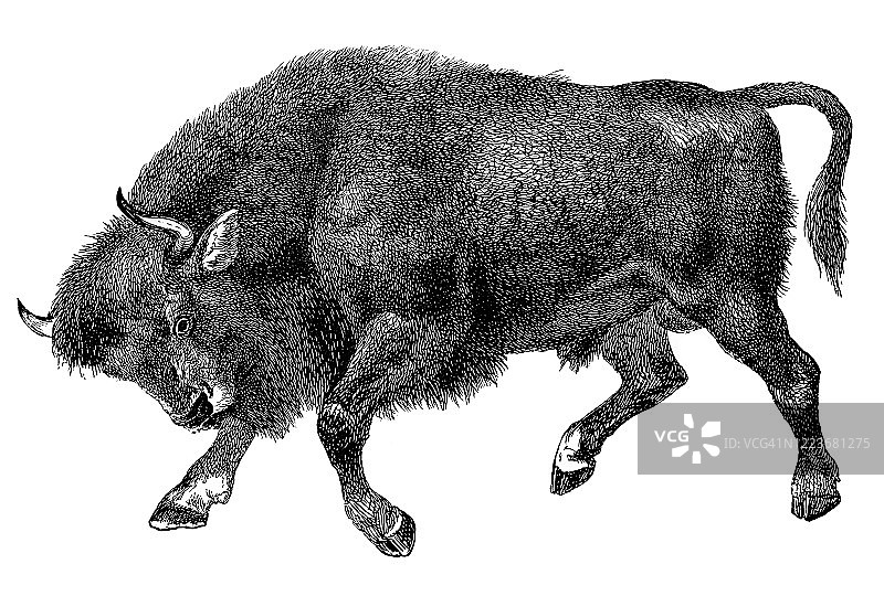 美洲野牛雕刻古董插图图片素材