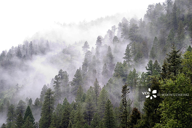雾中的绿山森林图片素材