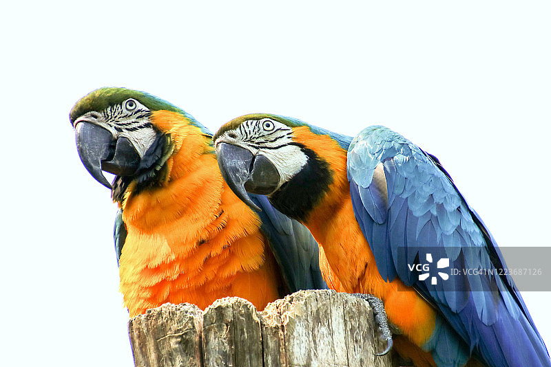两只好奇的金刚鹦鹉图片素材