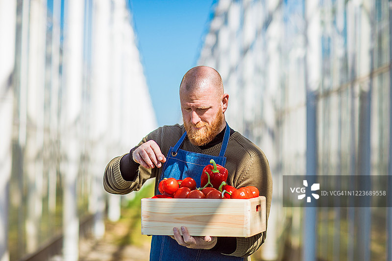 温室里的一位男性蔬菜种植户图片素材
