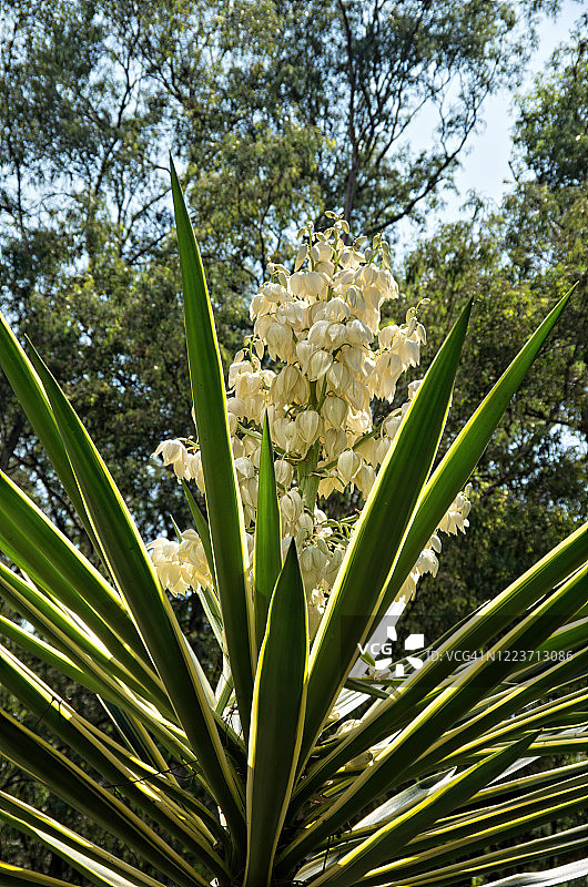 开花的绿黄条纹杂色丝兰图片素材
