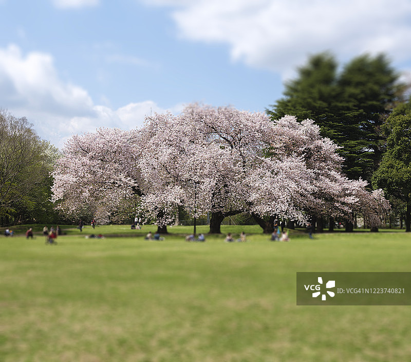 公园里盛开的樱桃树图片素材