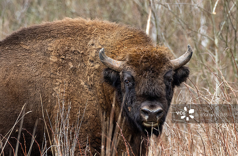 欧洲野牛：雄性头部图片素材