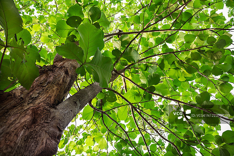 柚木树图片素材
