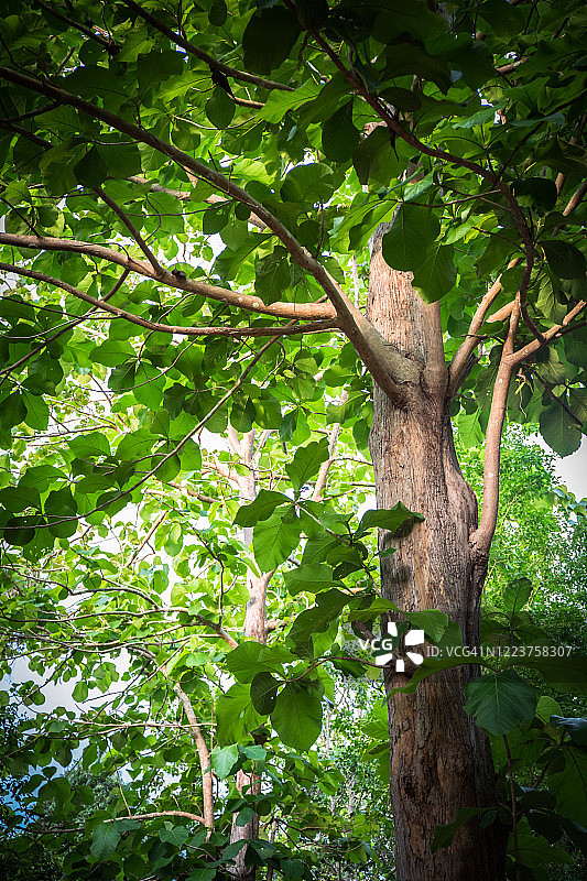 柚木树图片素材