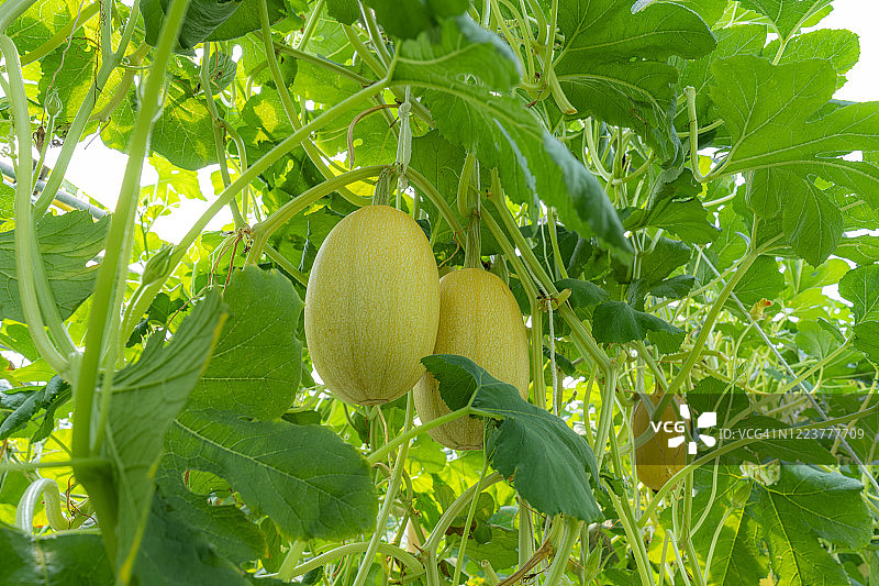 新鲜有机奶油南瓜和甜瓜图片素材