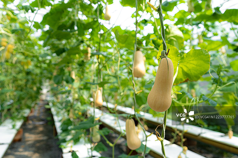 新鲜有机奶油南瓜和甜瓜图片素材