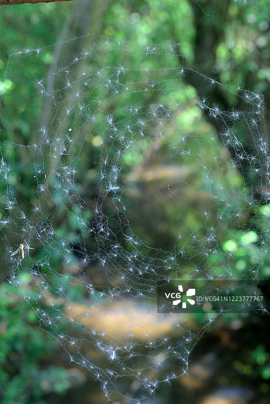 覆盖着蒲公英种子的蜘蛛网图片素材