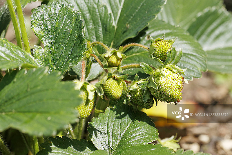 未成熟的草莓特写图片素材