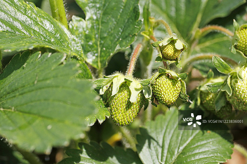 未成熟的草莓特写图片素材