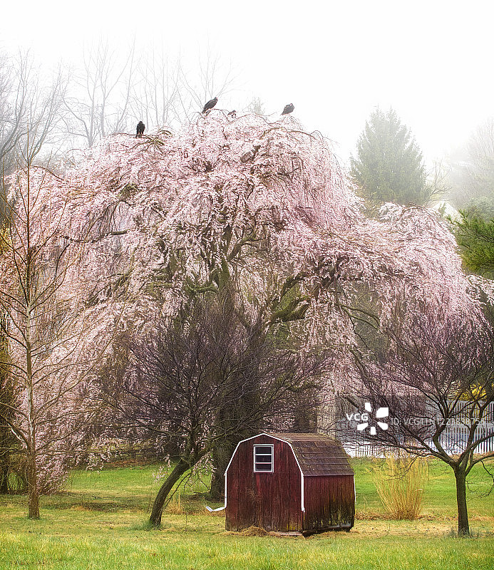 宾夕法尼亚州切斯特县的樱桃树、红色谷仓和早春景色图片素材