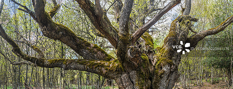 霍尔马斯森林中的橡树和树枝全景图片素材