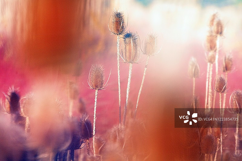 西班牙秋季野生续断特写图片素材