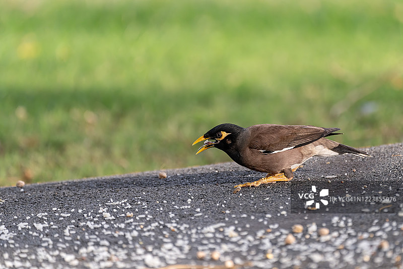 普通八哥图片素材