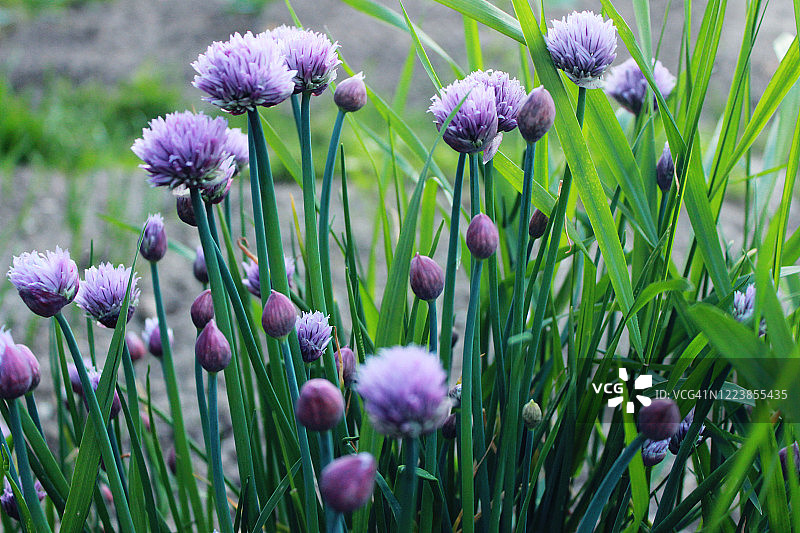 细香葱图片素材