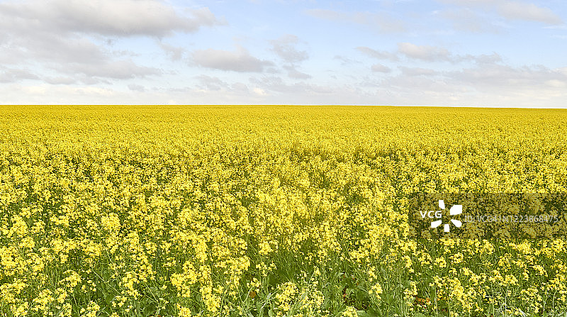南非斯韦伦丹地区的油菜籽田图片素材