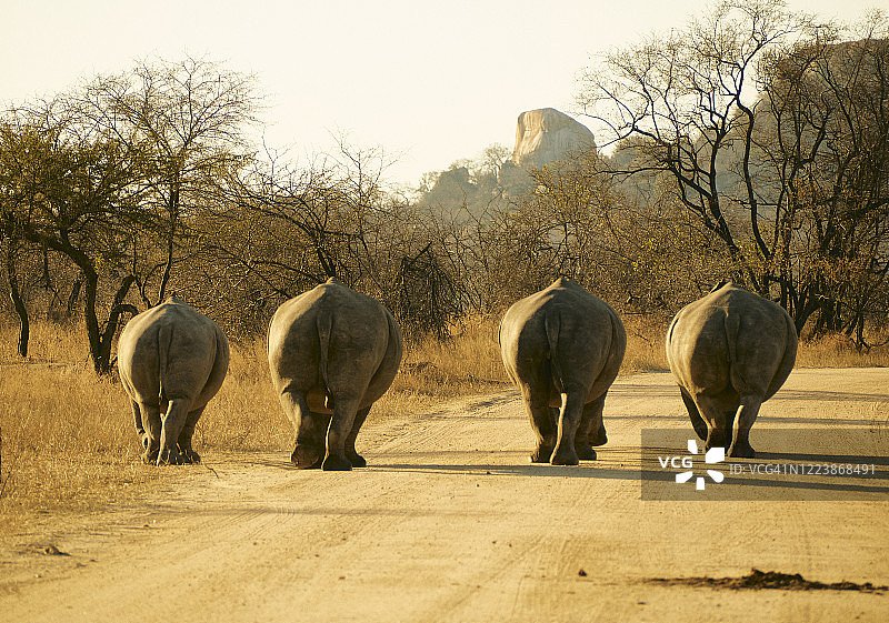 克鲁格国家公园中犀牛一家走在土路上的背影图片素材