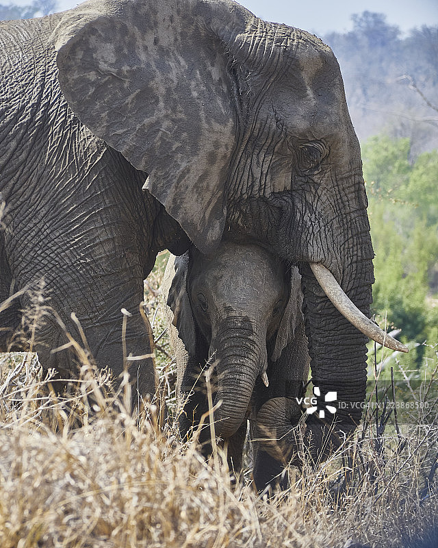 南非克鲁格国家公园里的大象母子肖像图片素材