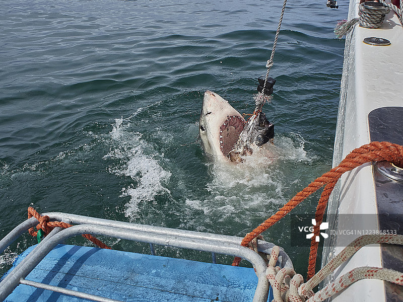 南非莫塞尔贝格捕食跳跃的大白鲨图片素材