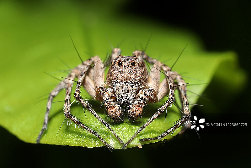 雄性山猫蜘蛛图片素材