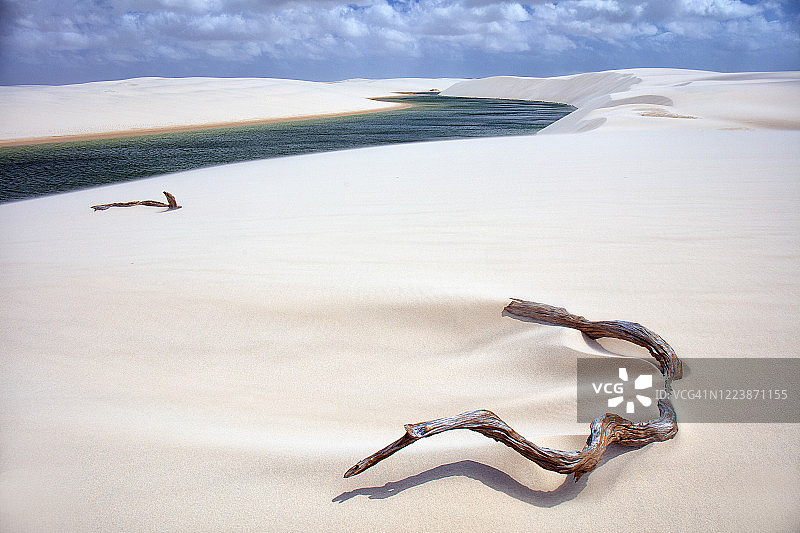 巴西马林豪国家公园白色沙丘中的枯木和雨水泻湖图片素材