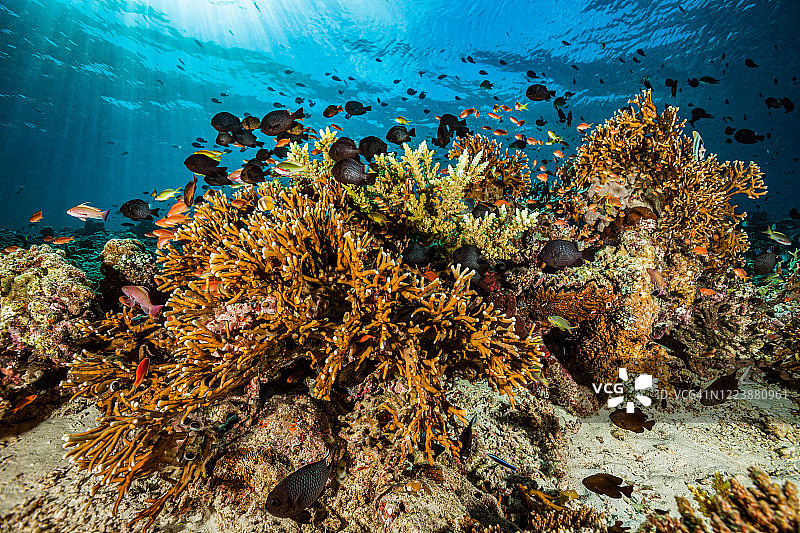 珊瑚礁的生物多样性，莫约岛，印度尼西亚图片素材