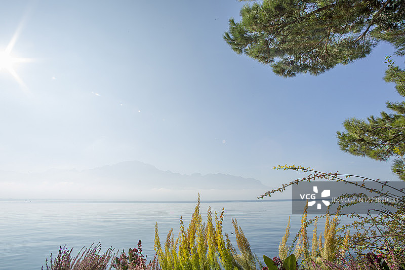 透过高大的花草树木看平静的湖泊和山丘图片素材