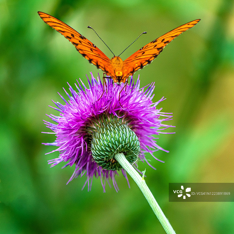 一只海湾贝母蝴蝶在野花上觅食图片素材