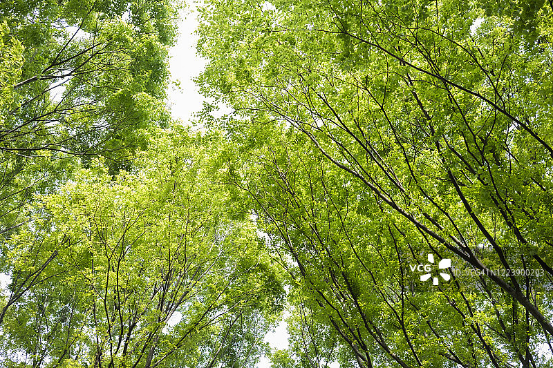 落叶树的新绿图片素材
