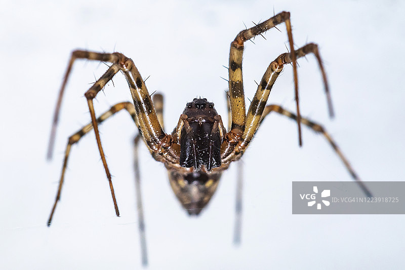 家蜘蛛特写图片素材