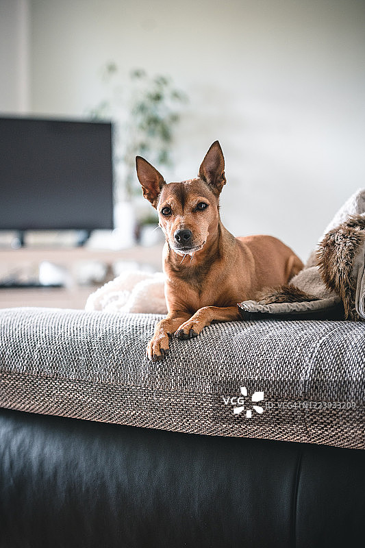 迷你品在客厅图片素材