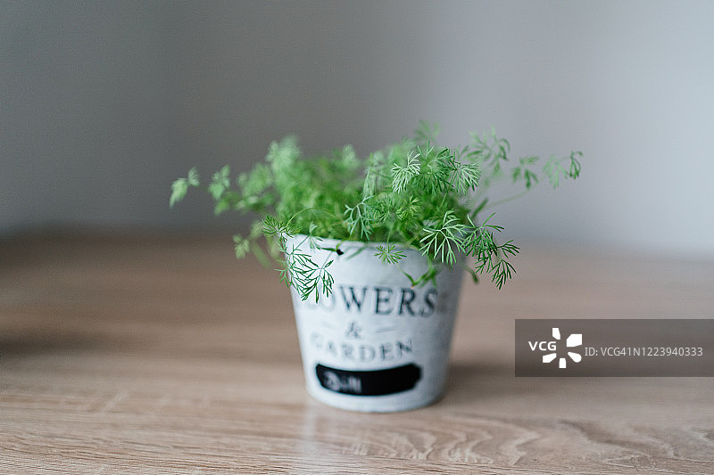 种植香草图片素材