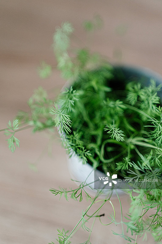 种植香草图片素材