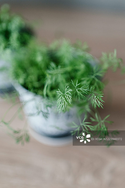 种植香草图片素材