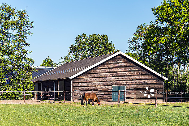 农场里吃草的马图片素材