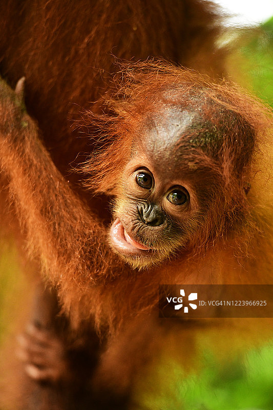 苏门答腊岛勒user国家公园的苏门答腊猩猩母子图片素材
