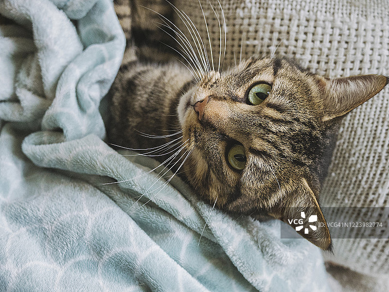 卧室被子下放松的漂亮虎斑猫图片素材