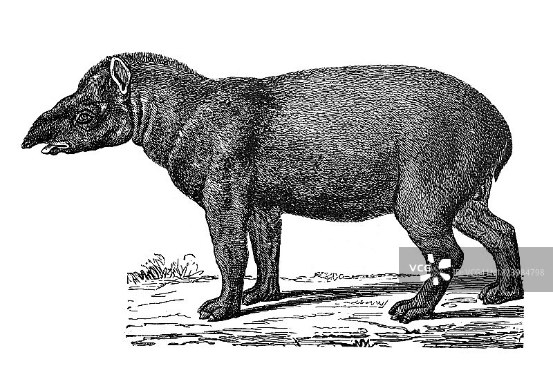 貘 - 有蹄类动物古董插图老式雕刻插图图片素材