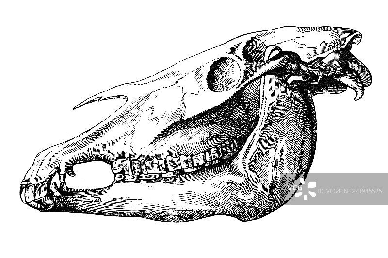 马的头骨古老雕刻插图图片素材