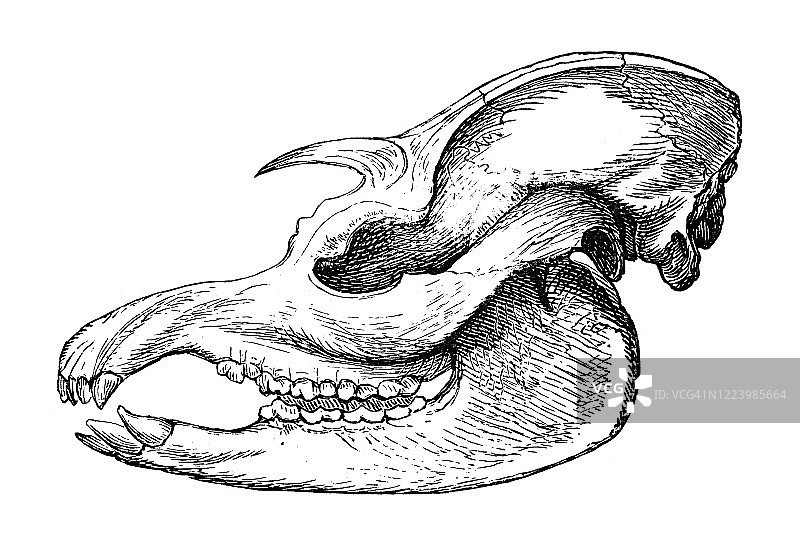 貘头骨古老雕刻插图图片素材